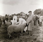Large Crowd To Watch Holme's Ancient Sheep Fair (2 of 2)